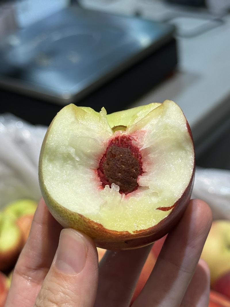 陕西大荔珍珠枣油桃，大量上市品质保证量大从优，可直接联系