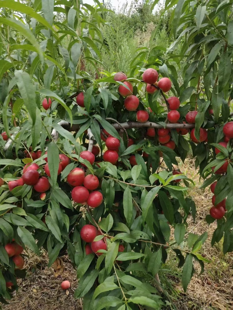 陕西大荔珍珠枣油桃，大量上市品质保证量大从优，可直接联系