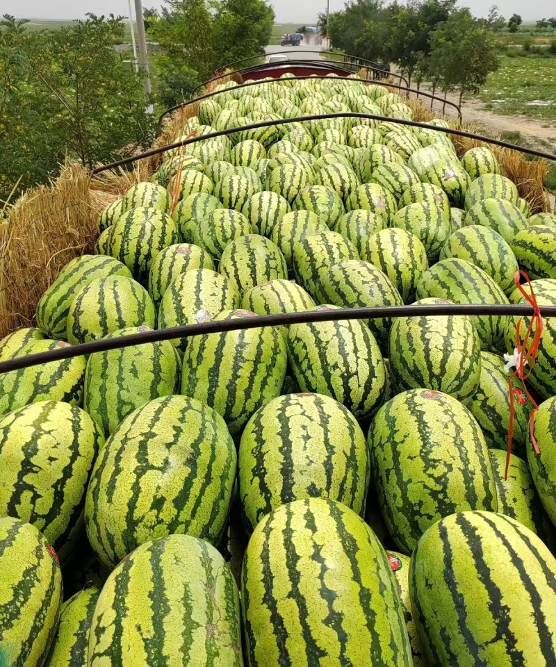 推荐宁夏硒砂瓜石头瓜基地直供量大从优全国发货咨询