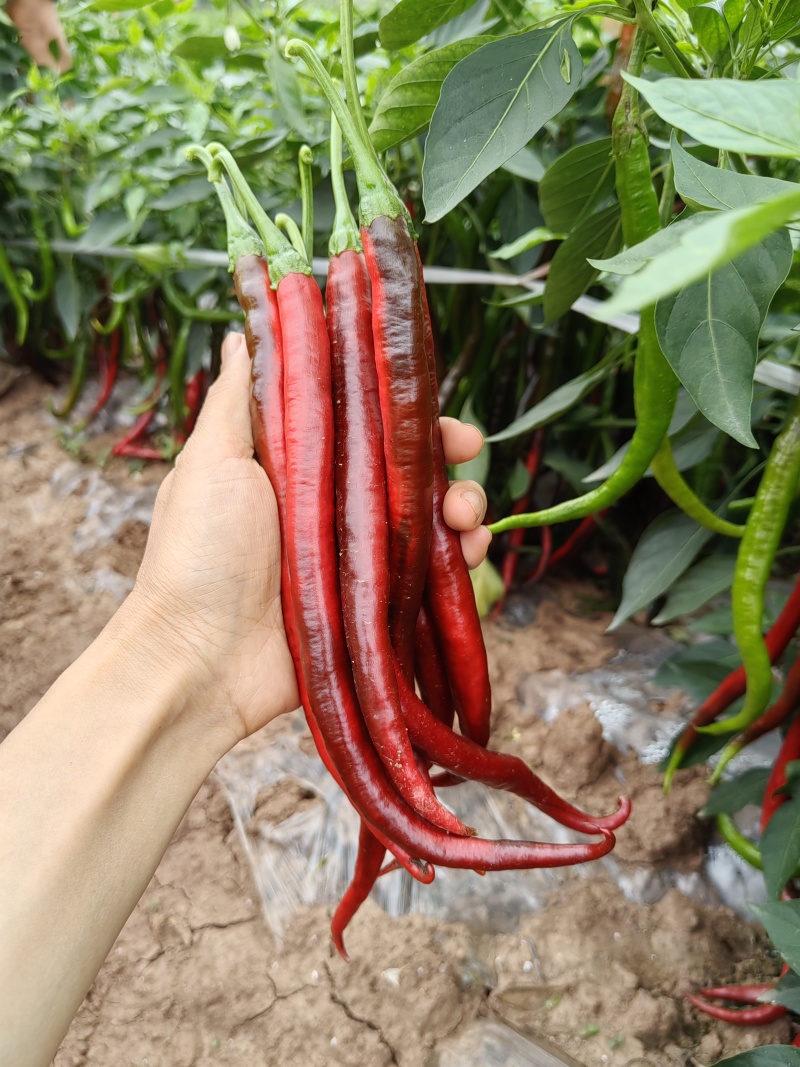 鲜辣椒酱红泡椒线椒自家露天种植