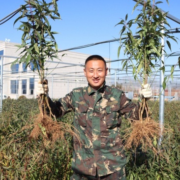 抗砧一号，山东**授权单位