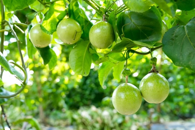 钦蜜9号百香果保质保量产地直发量大从优欢迎咨询