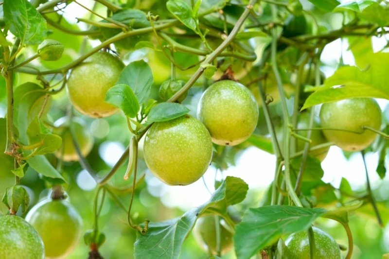 钦蜜9号百香果保质保量产地直发量大从优欢迎咨询
