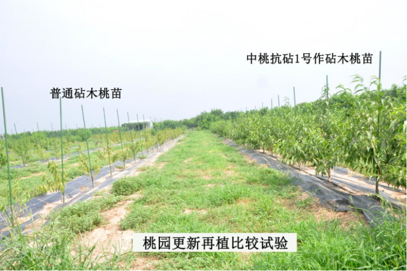 抗砧一号，山东**授权单位