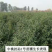 抗砧一号，山东**授权单位