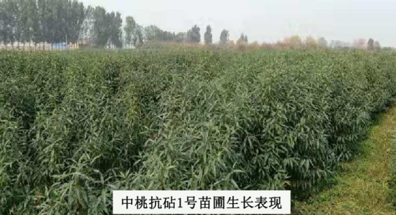 抗砧一号，山东**授权单位
