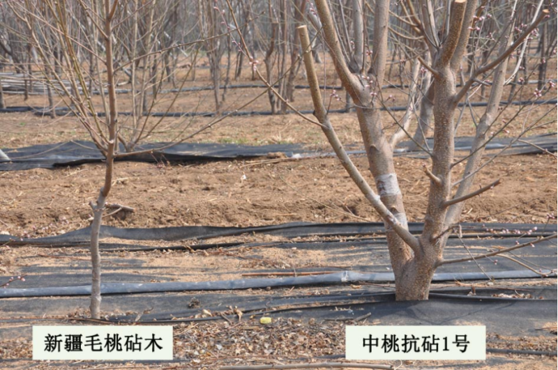 抗砧一号，山东**授权单位