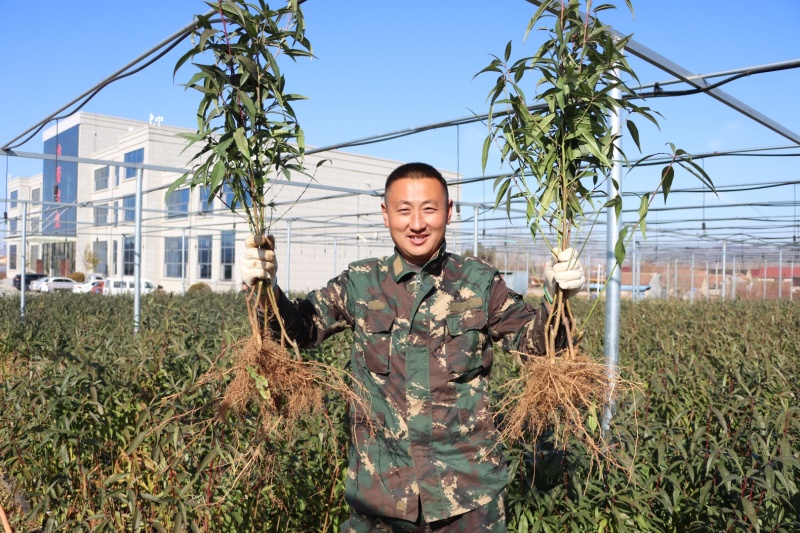 抗砧一号，山东**授权单位