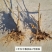 抗砧一号，山东**授权单位
