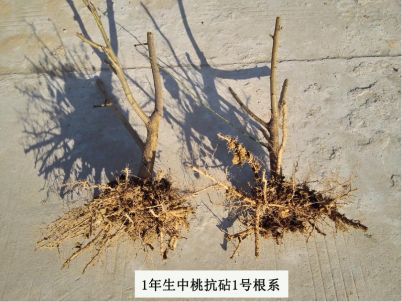 抗砧一号，山东**授权单位