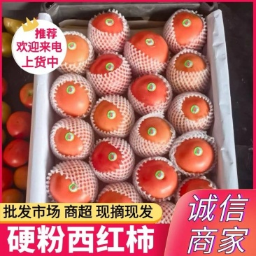 《硬粉西红柿》宁夏贺兰西红柿/产地现摘现发/卖相好耐储存