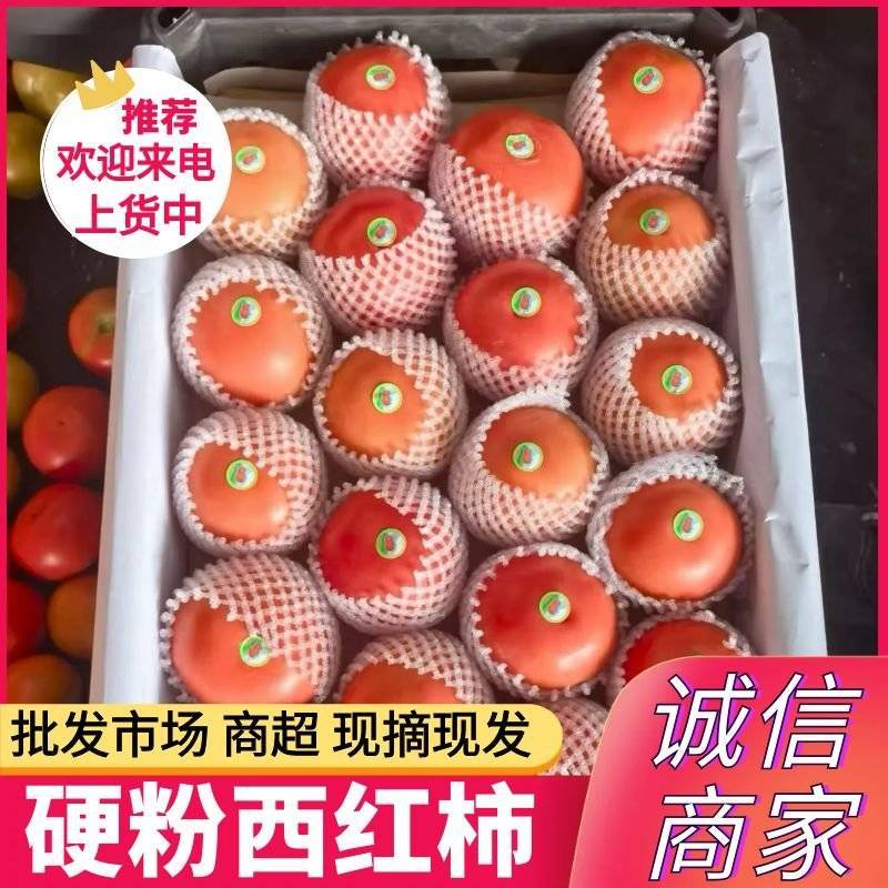 《硬粉西红柿》宁夏贺兰西红柿/产地现摘现发/卖相好耐储存