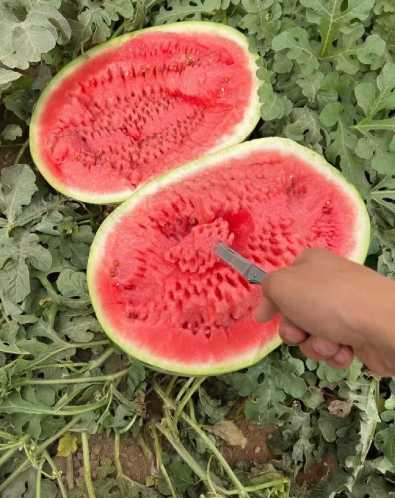 宁夏硒砂瓜石头瓜石缝瓜货源充足量大从优实力代发