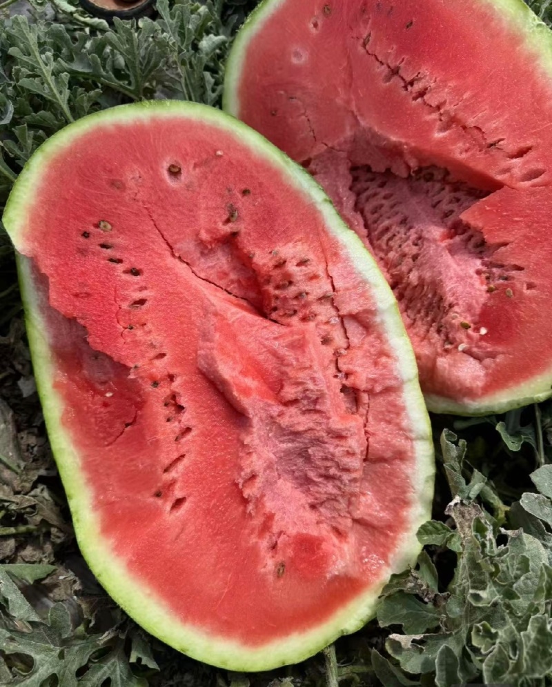 宁夏硒砂瓜石头瓜石缝瓜货源充足量大从优实力代发