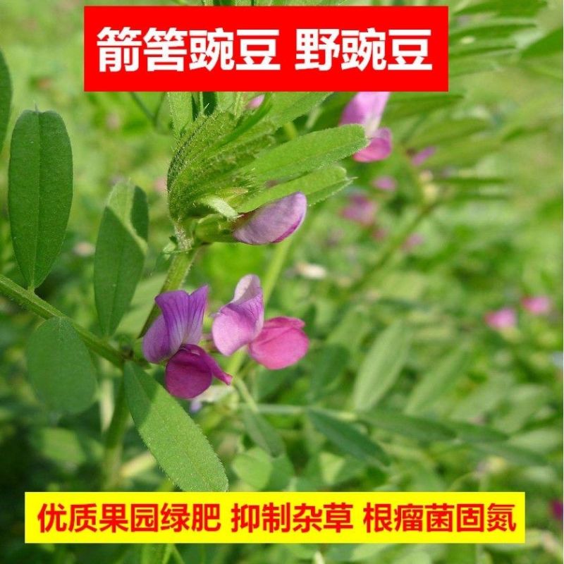 精品箭舌豌豆种子厂家发货一手货源批发品质保证欢迎咨询