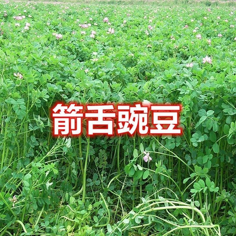 精品箭舌豌豆种子厂家发货一手货源批发品质保证欢迎咨询
