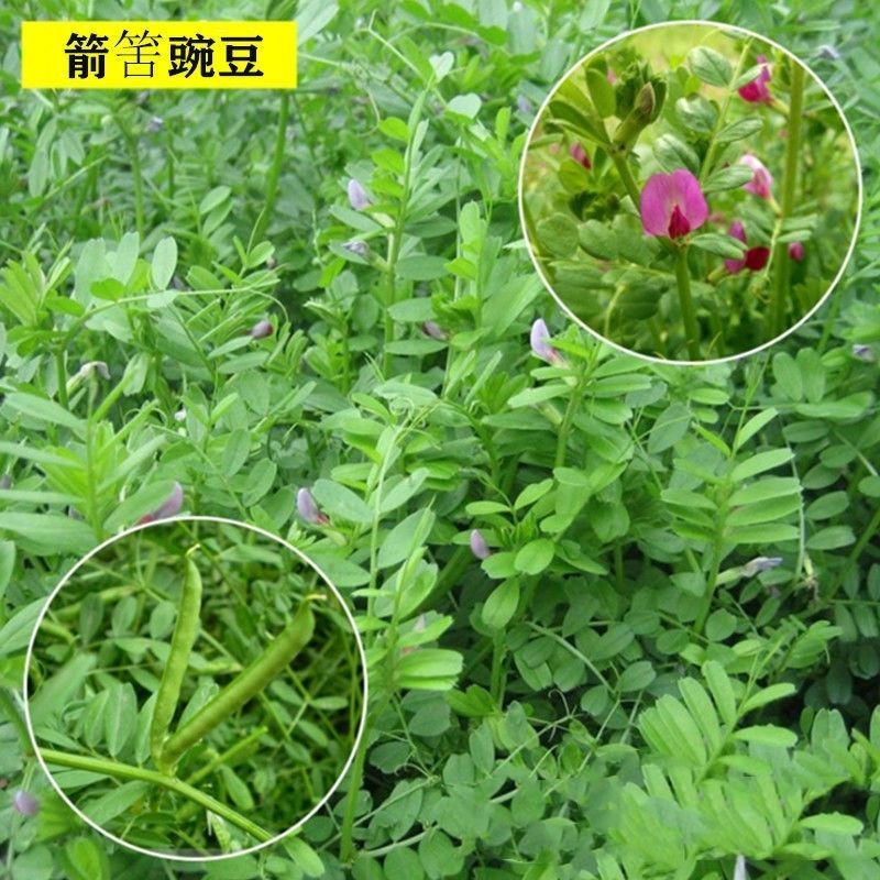 精品箭舌豌豆种子厂家发货一手货源批发品质保证欢迎咨询