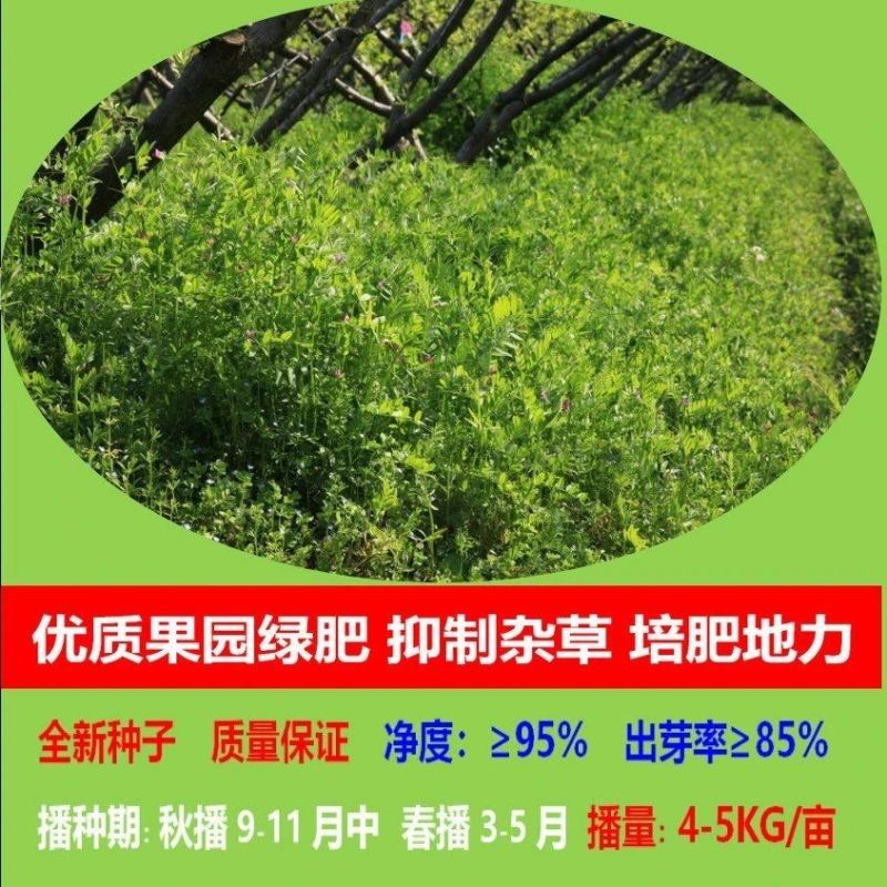 精品箭舌豌豆种子厂家发货一手货源批发品质保证欢迎咨询