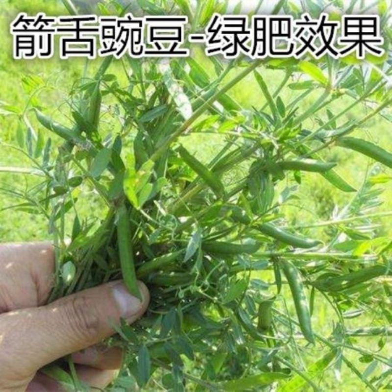 精品箭舌豌豆种子厂家发货一手货源批发品质保证欢迎咨询