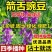 精品箭舌豌豆种子厂家发货一手货源批发品质保证欢迎咨询
