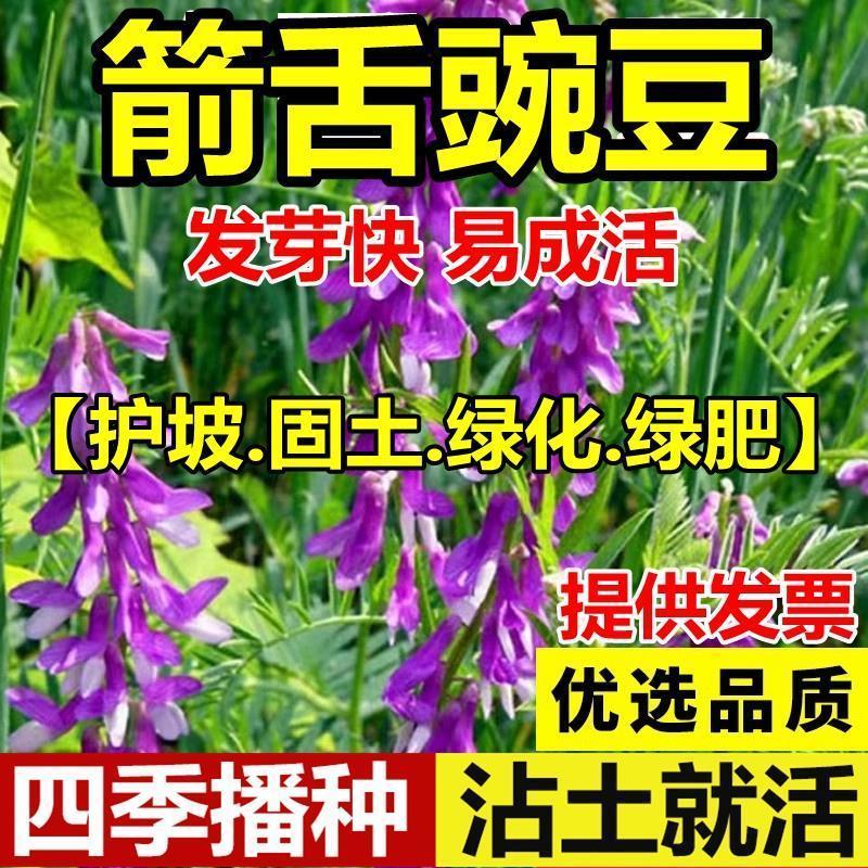 精品箭舌豌豆种子厂家发货一手货源批发品质保证欢迎咨询