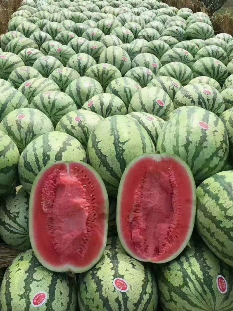 推荐宁夏硒砂瓜石头瓜基地直供量大从优全国发货咨询