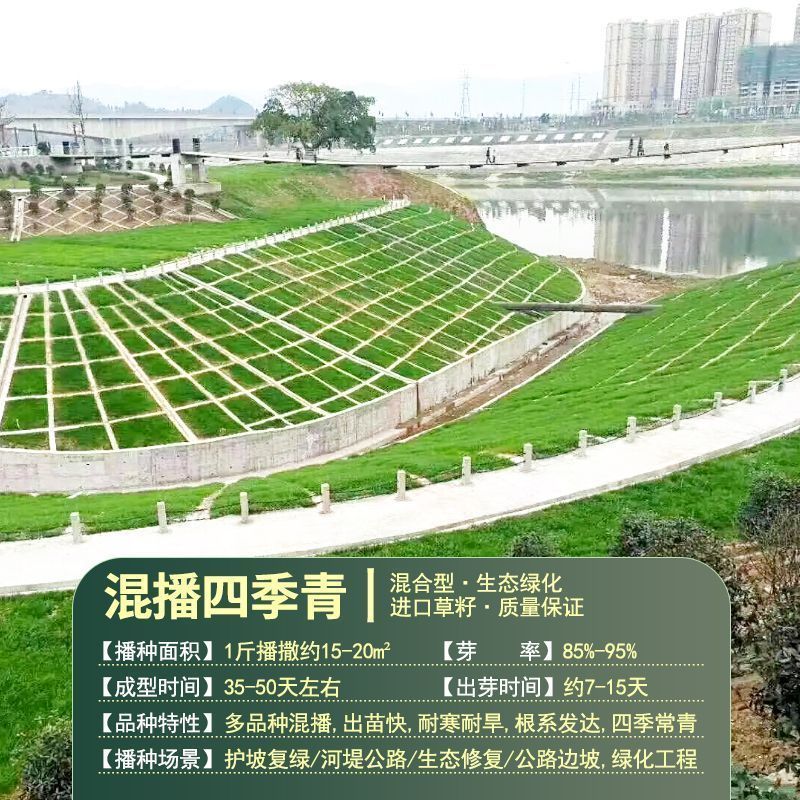 高档四季青草种免修剪耐践踏绿化庭院草坪草籽