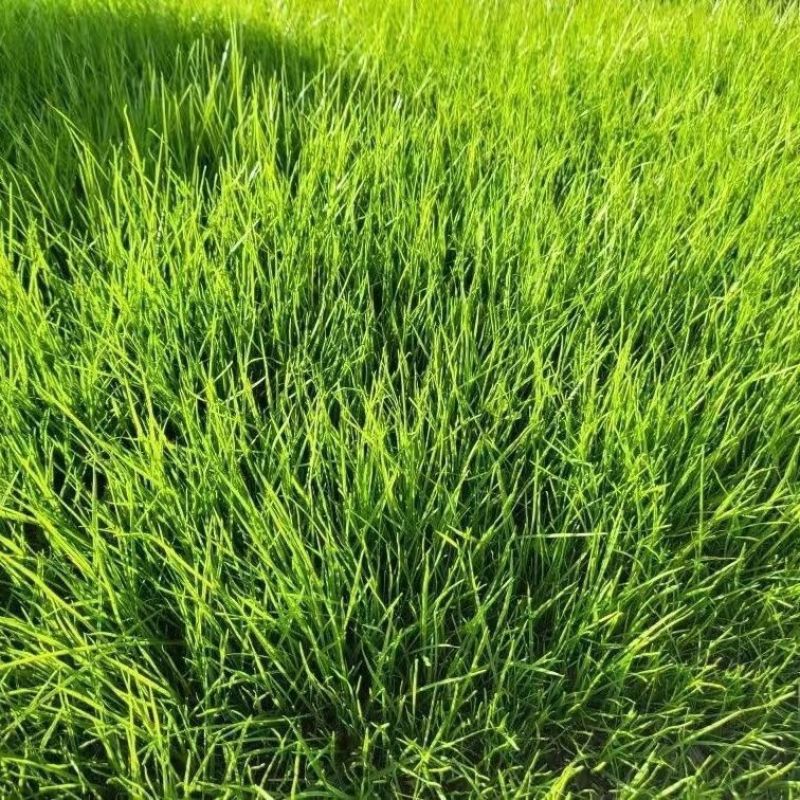 高档四季青草种免修剪耐践踏绿化庭院草坪草籽