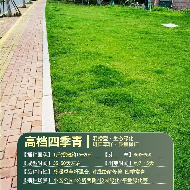 高档四季青草种免修剪耐践踏绿化庭院草坪草籽