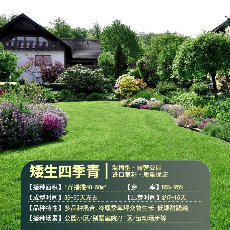 高档四季青草种免修剪耐践踏绿化庭院草坪草籽