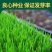 高档四季青草种免修剪耐践踏绿化庭院草坪草籽