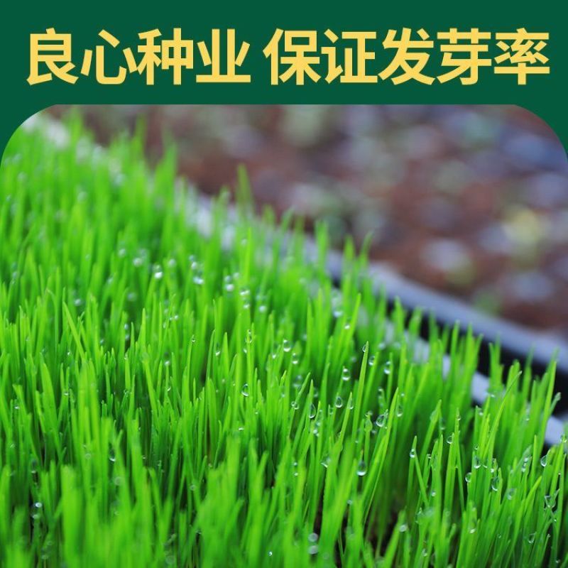 高档四季青草种免修剪耐践踏绿化庭院草坪草籽