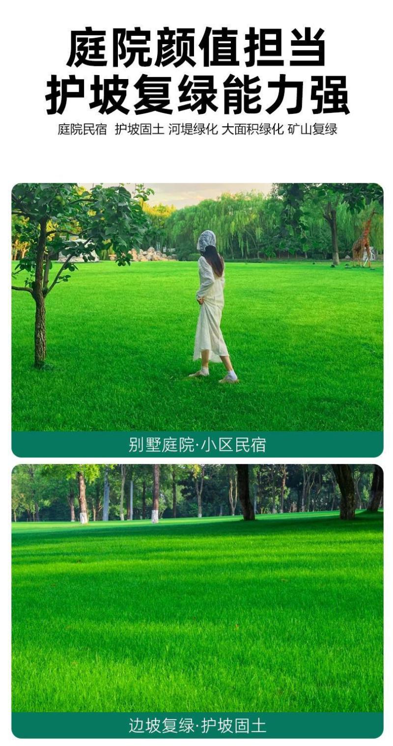 早熟禾厂家直销矮生草坪种子量大批发价格美丽
