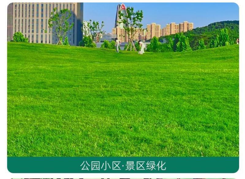 早熟禾厂家直销矮生草坪种子量大批发价格美丽