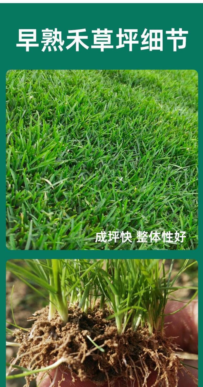 早熟禾厂家直销矮生草坪种子量大批发价格美丽
