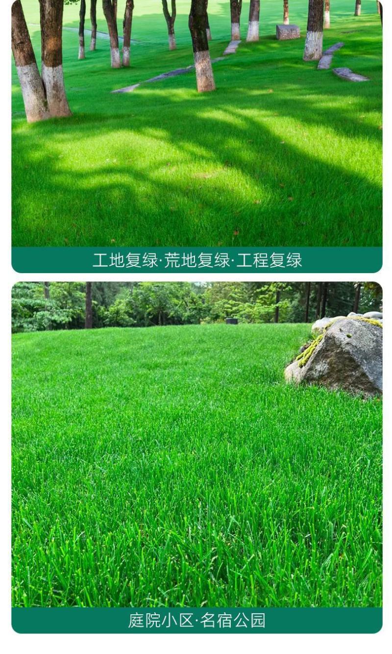 早熟禾厂家直销矮生草坪种子量大批发价格美丽