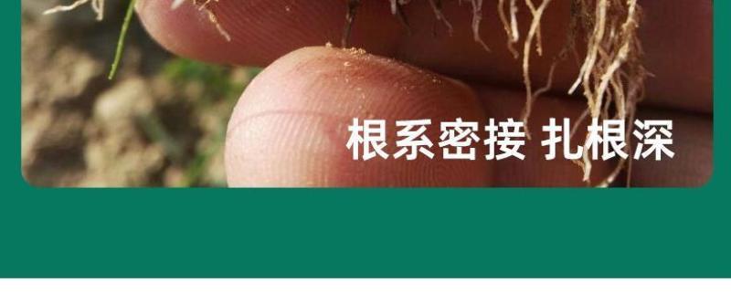 早熟禾厂家直销矮生草坪种子量大批发价格美丽