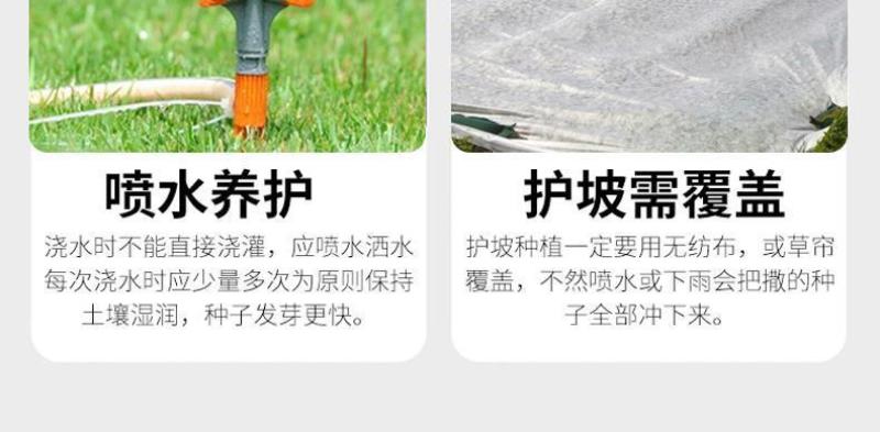 早熟禾厂家直销矮生草坪种子量大批发价格美丽
