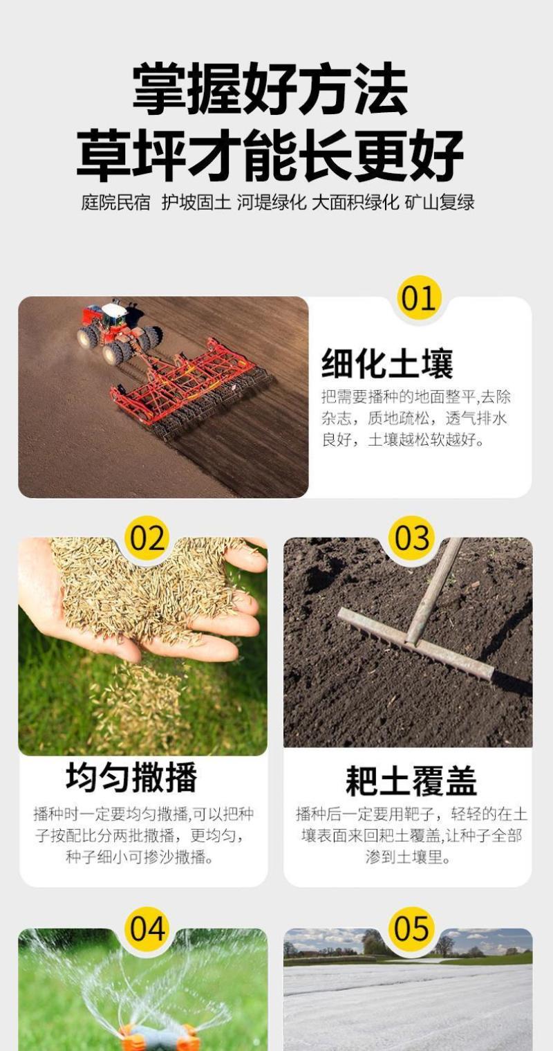 早熟禾厂家直销矮生草坪种子量大批发价格美丽