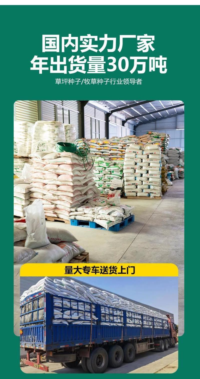 早熟禾厂家直销矮生草坪种子量大批发价格美丽