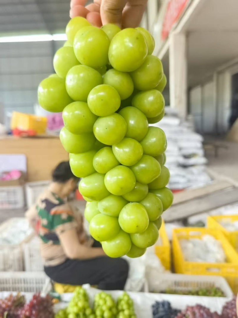 云南大理三色葡萄，对接全国各地社区团购，可视频看货