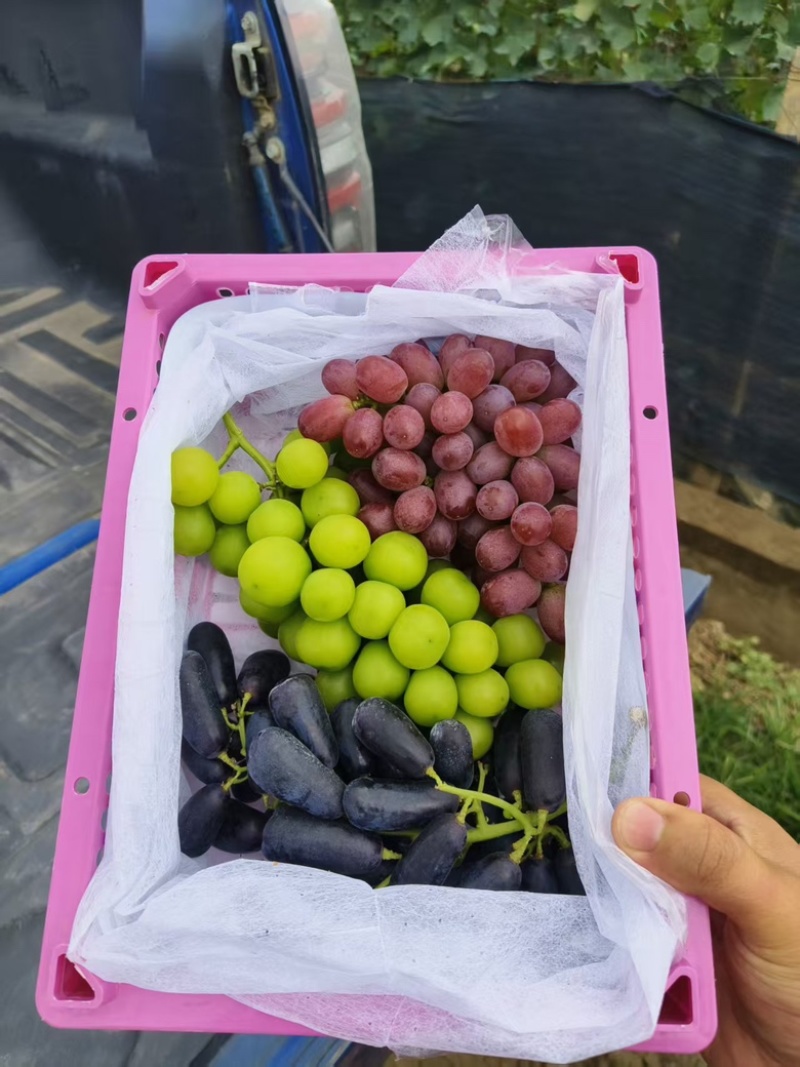 云南大理三色葡萄，对接全国各地社区团购，可视频看货