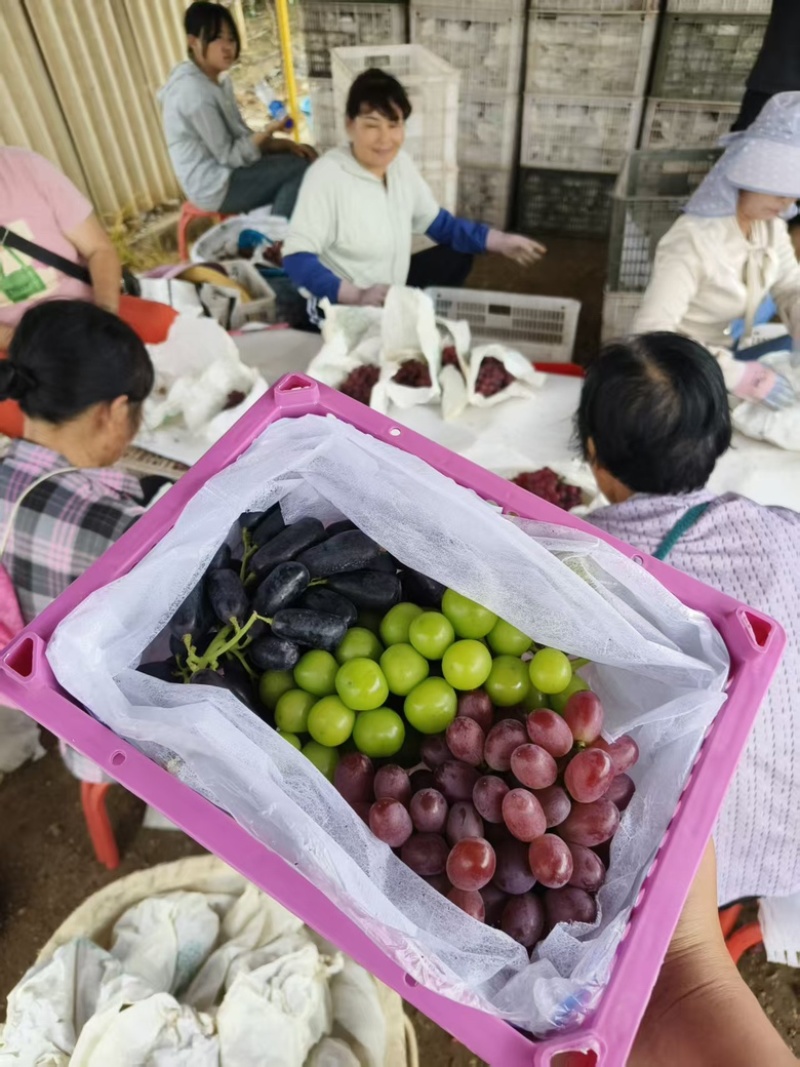 云南大理三色葡萄，对接全国各地社区团购，可视频看货