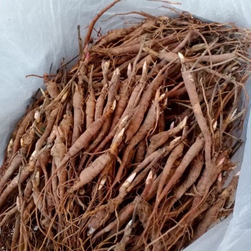 优质芍药苗成活率高，量大从优诚信经营致电联系