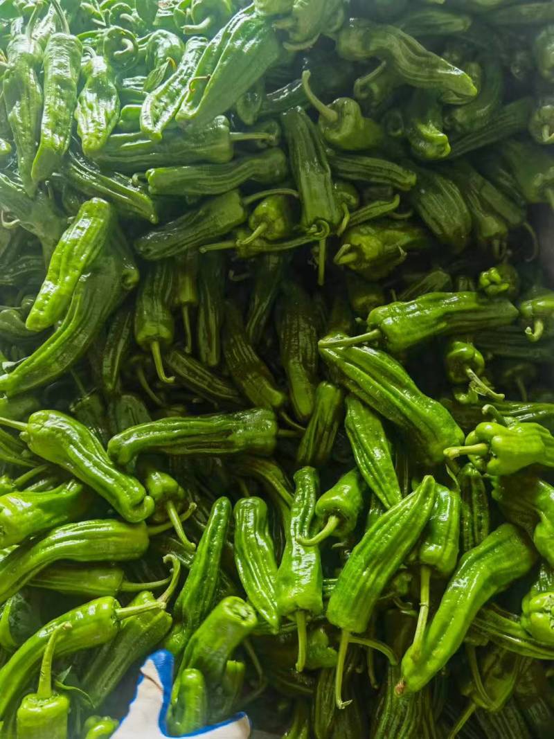 精品芜湖椒大量上市品质保证量大从优一手货源欢迎联系