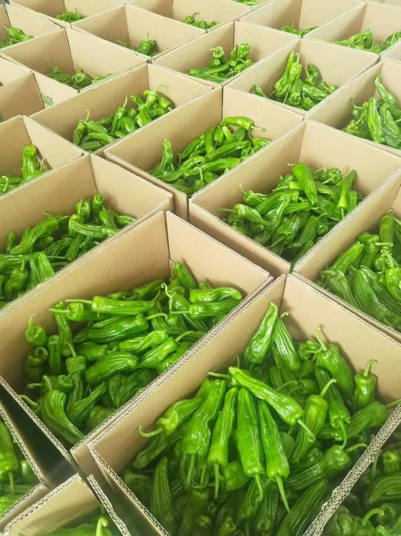 精品芜湖椒大量上市品质保证量大从优一手货源欢迎联系