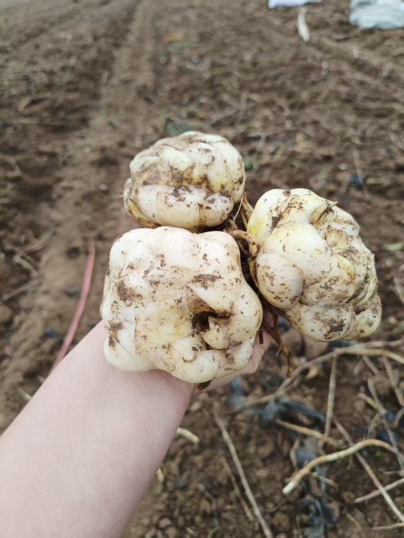 百合种球各种规格基地直发电商园林绿化种植切花