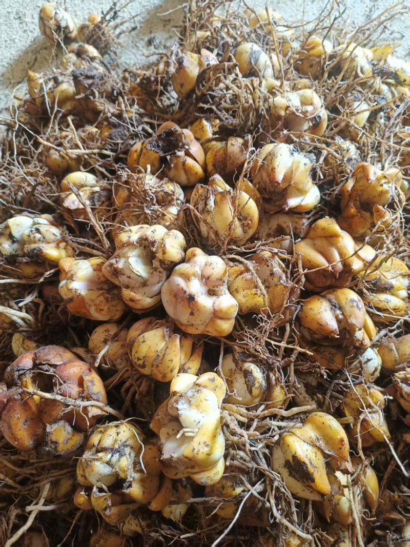 百合种球壳子球一手货源品质保障可视频看货欢迎咨询