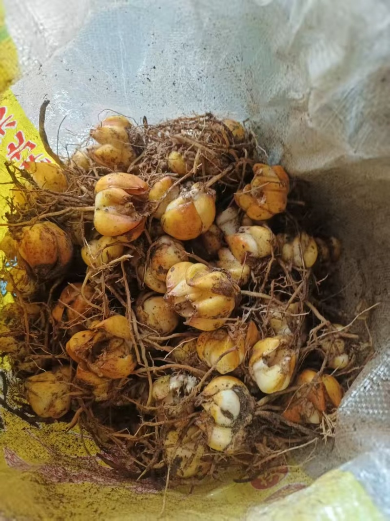 百合种球壳子球一手货源品质保障可视频看货欢迎咨询