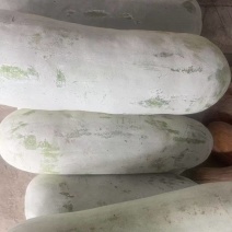 白冬瓜江苏产区直发保质保量供货价钱实惠